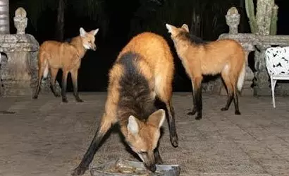 Quando a noite cai no Santuário do Caraça, acontece o fenômeno “a hora do lobo”